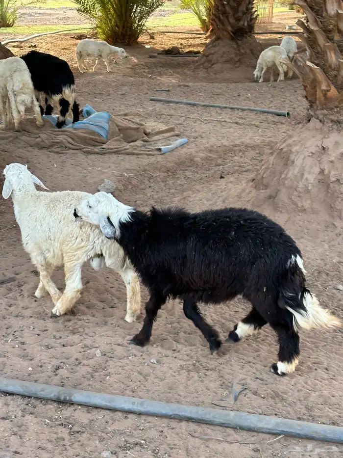 خرفان للبيع العدد 12 3