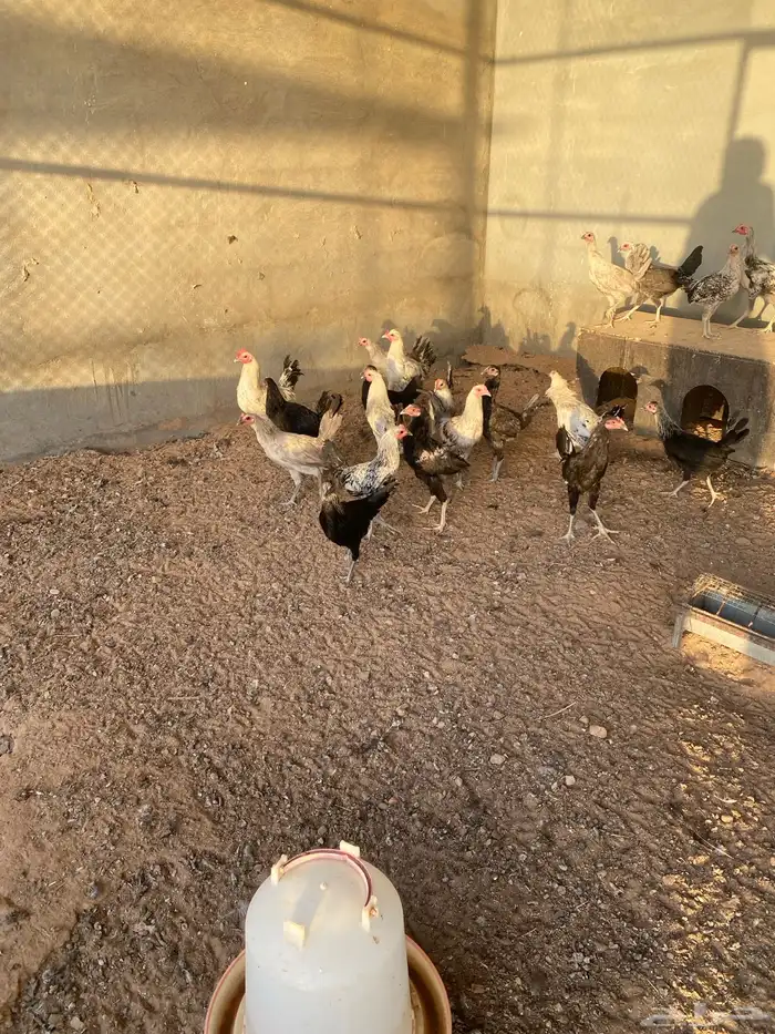 ديوك بلدي للبيع 1