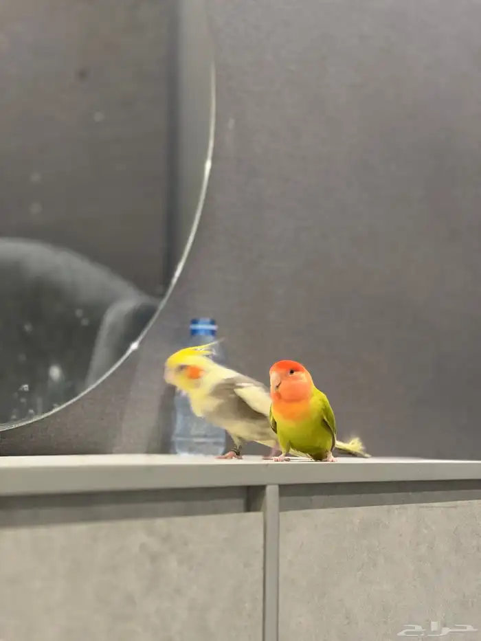 روز للبيع نص اليف تغريد جميل جدا.لايوجد عض 1