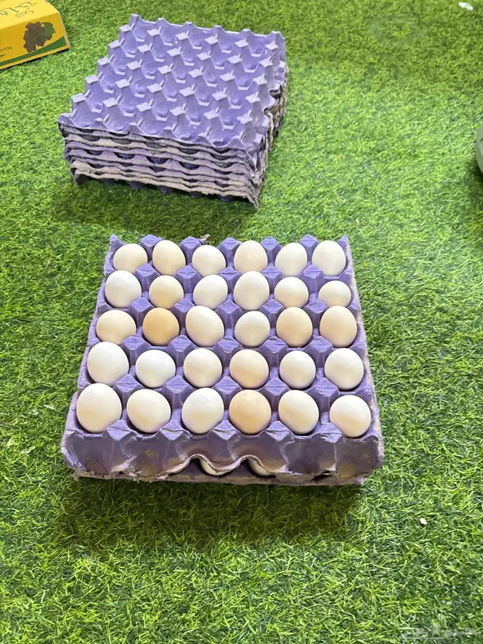 بيض بلدي مخصب 1