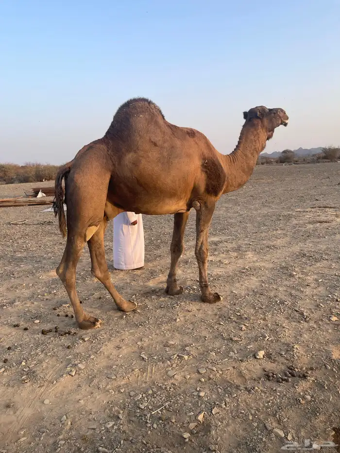 جمل احمر ادهم 8