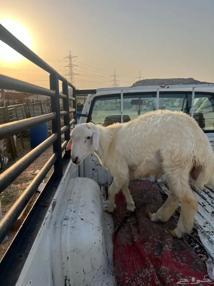 طلي ((تم البيع )) 3