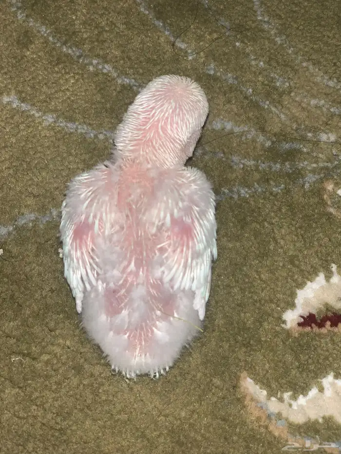 تم البيع فرخ روز البينو 1