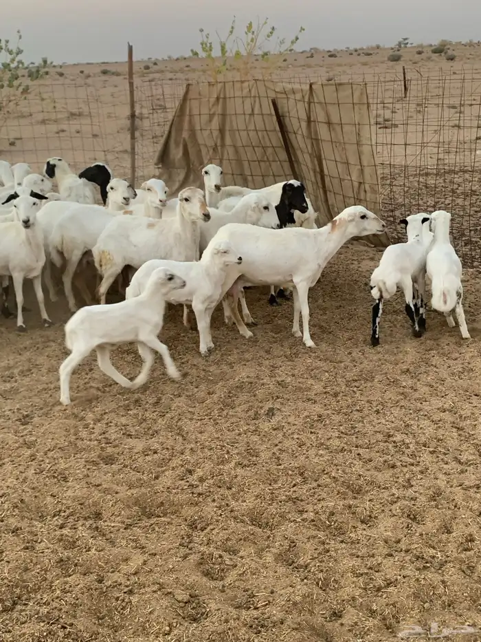 غنم رفيدي مهجن بحري 2