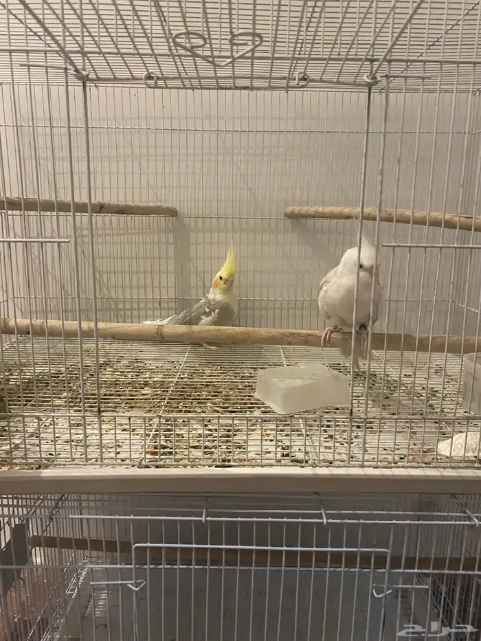 زوج كروان منتج نص ولافه 9