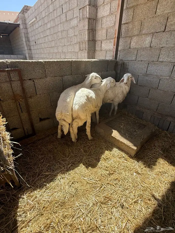 طليان حرية جبر وسط لباني 8