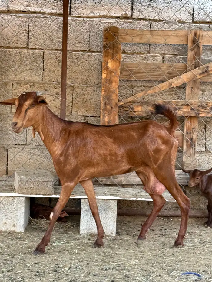 عنز ثنية تحتها تيس 2