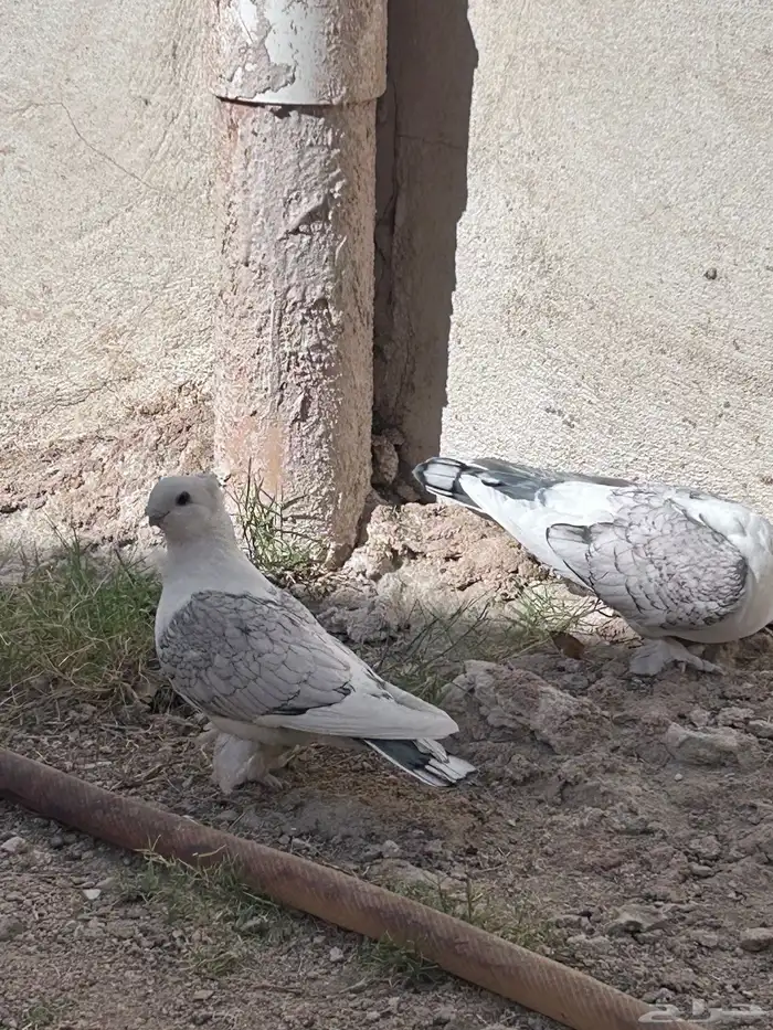 للبيع حمام حب الرمان 3
