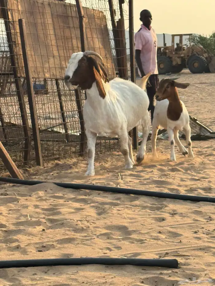 عنز بورقوت دم صافي متبع بجفره عمرها 4 شهور تقريبا 3