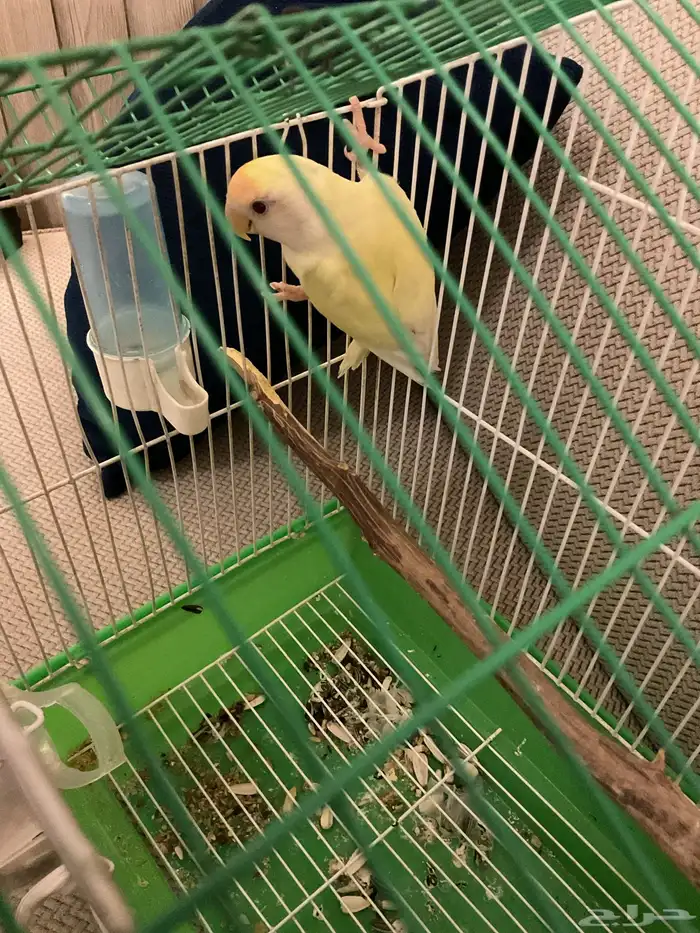 أنثى روز سليمه 1