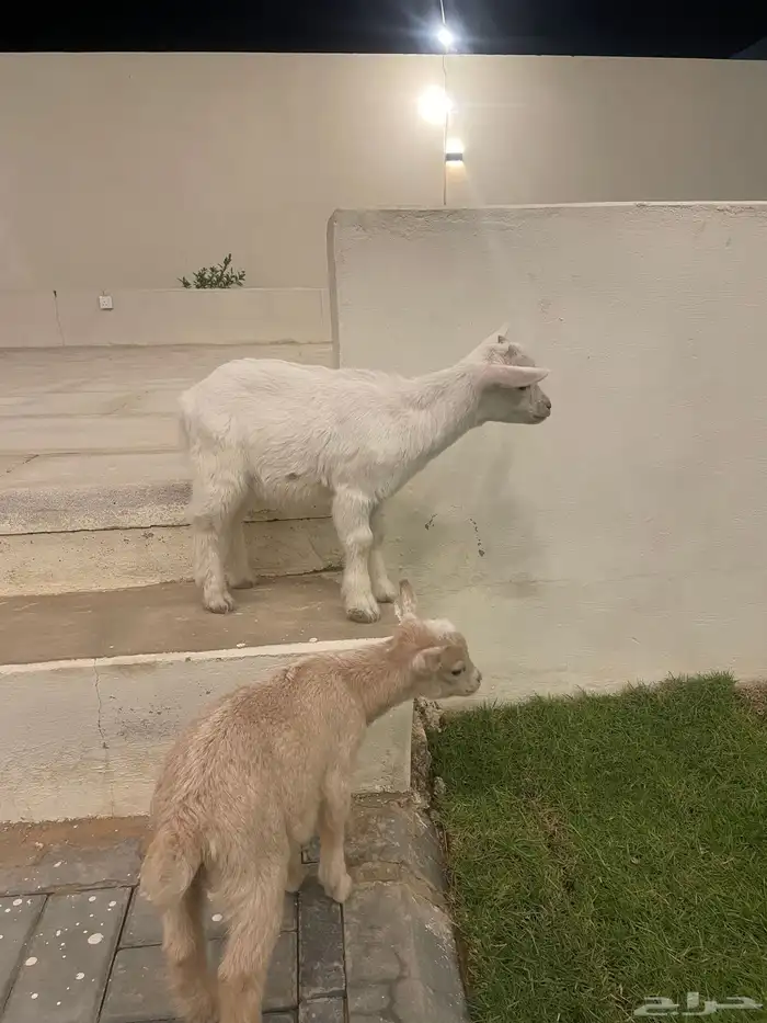 تيس قزم 1