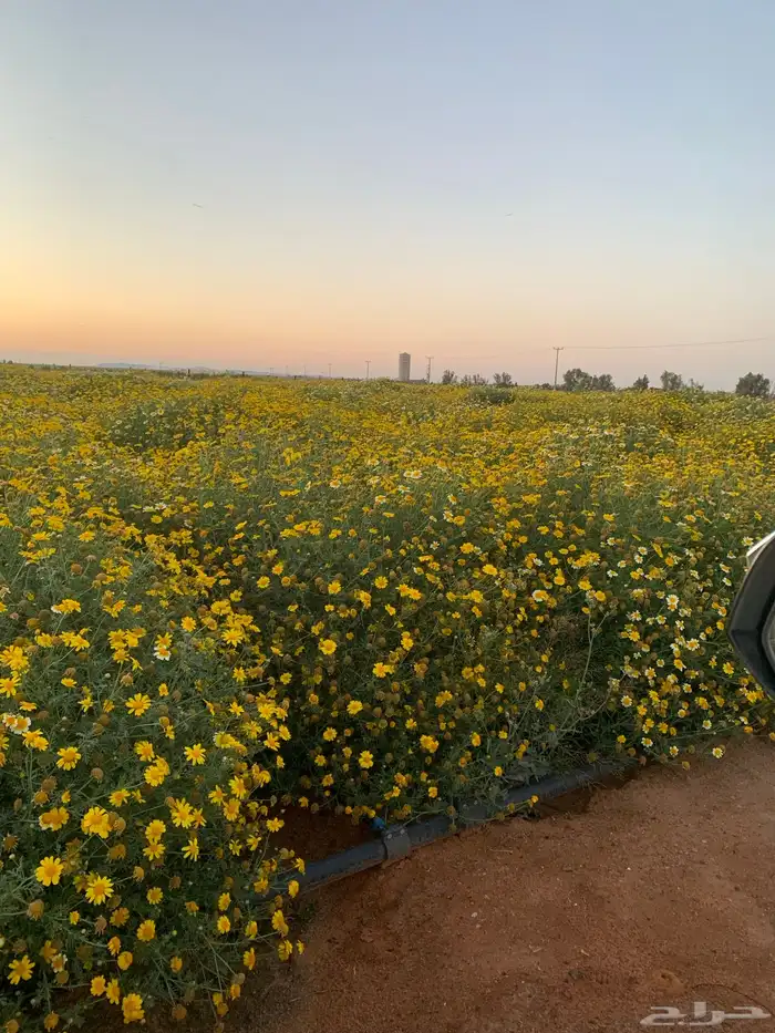 بذور ربيعيه وازهار 1