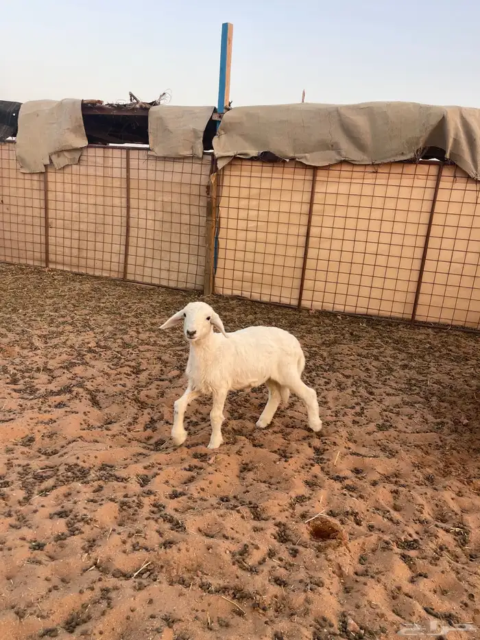 داغور تم البيع الله يبارك له 0