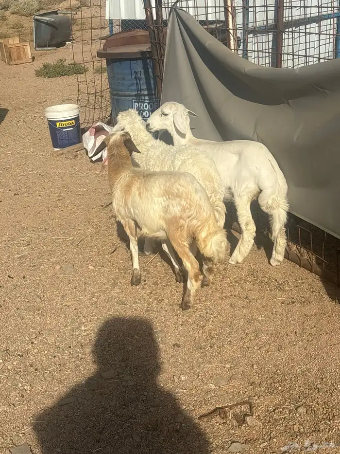 رخال للبيع 1