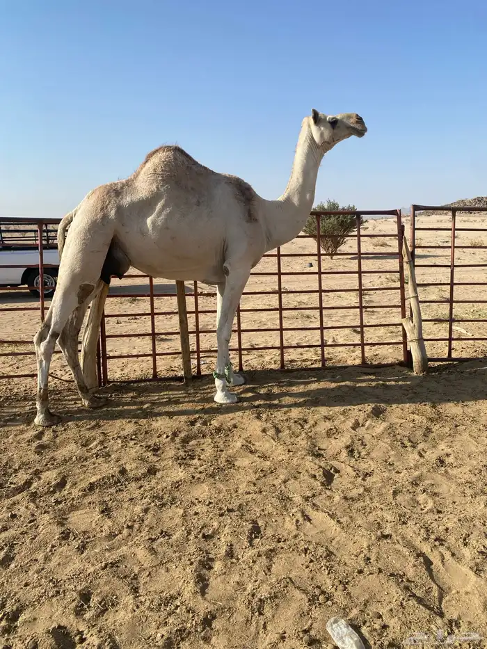 ضرايب للبيع مبيوعه حشوانها 2