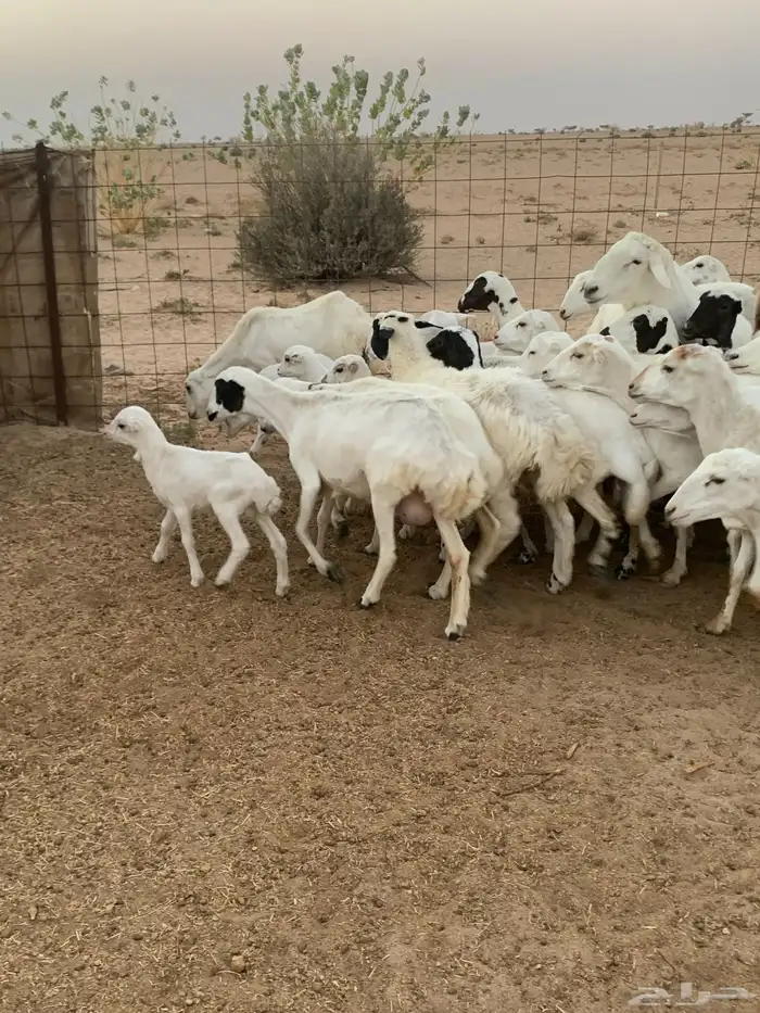 غنم رفيدي مهجن بحري 7