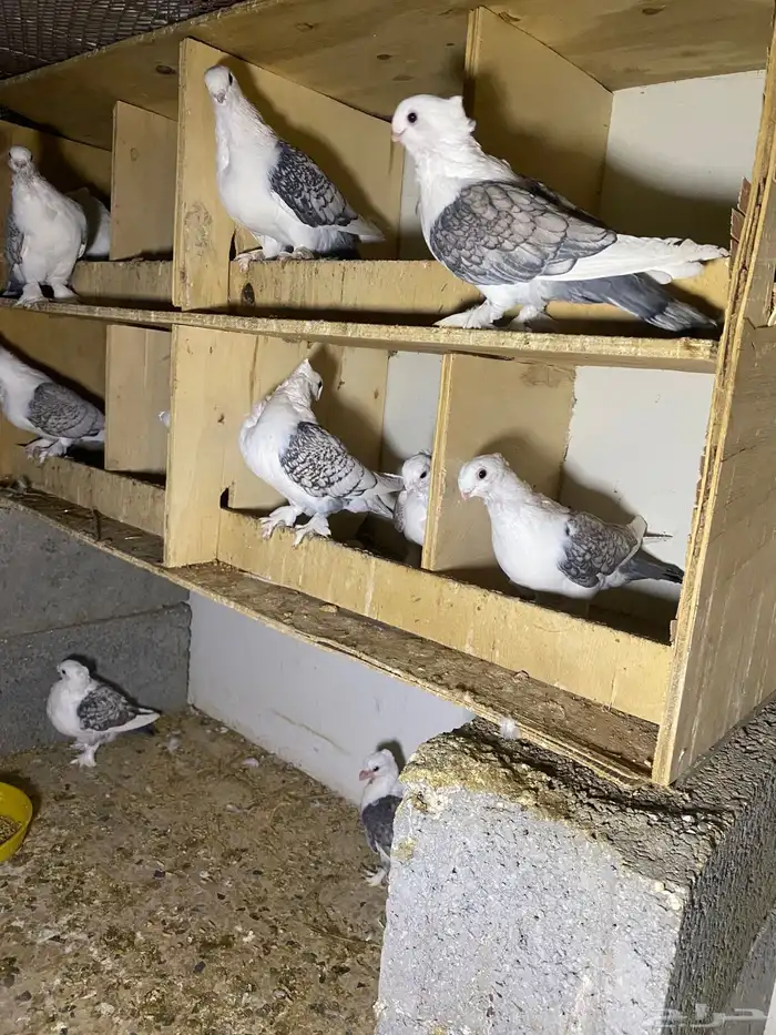 حمام 2