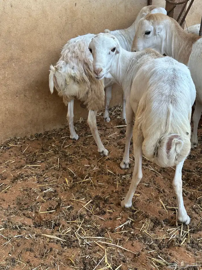 برابر ورفيديات مرابي 58