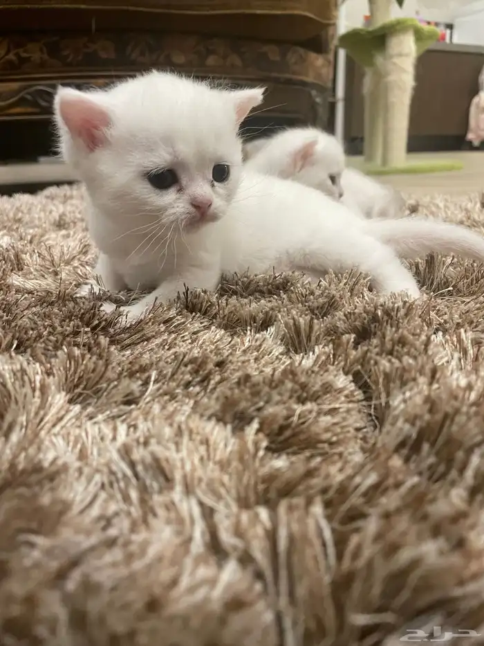 كيتن بيور بريتش 23