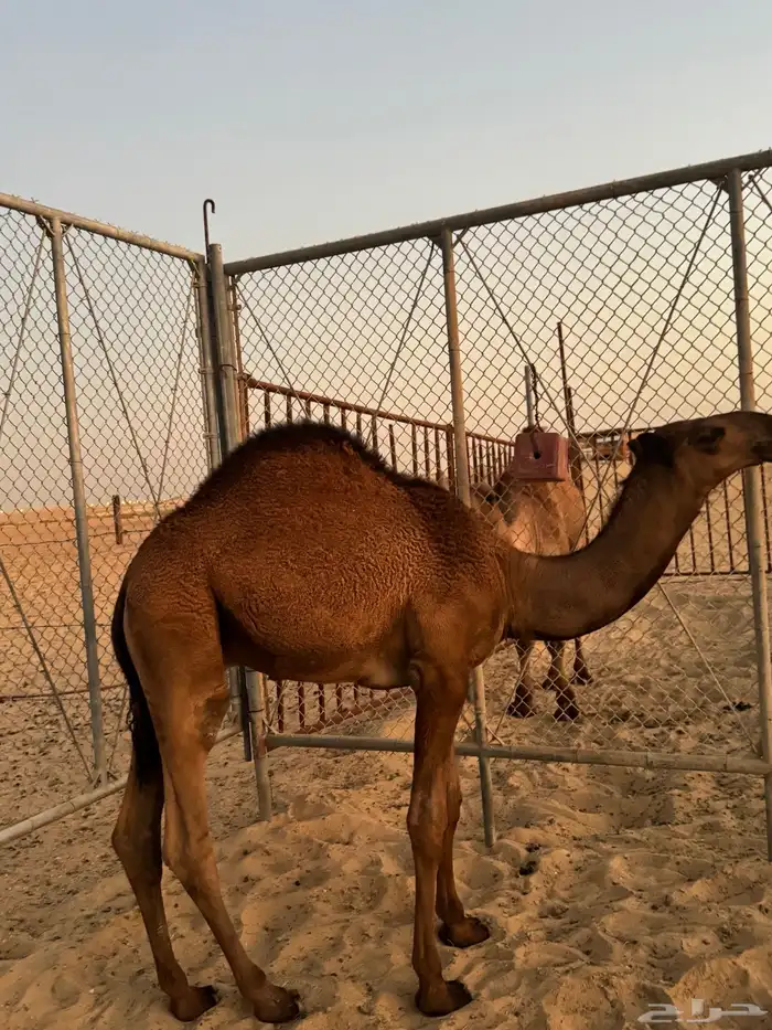 قعدان 12