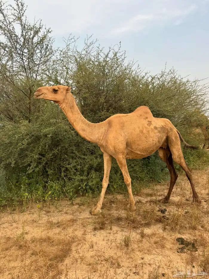 ناقة جنب مدني 4