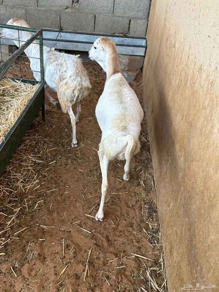برابر ورفيديات مرابي 67