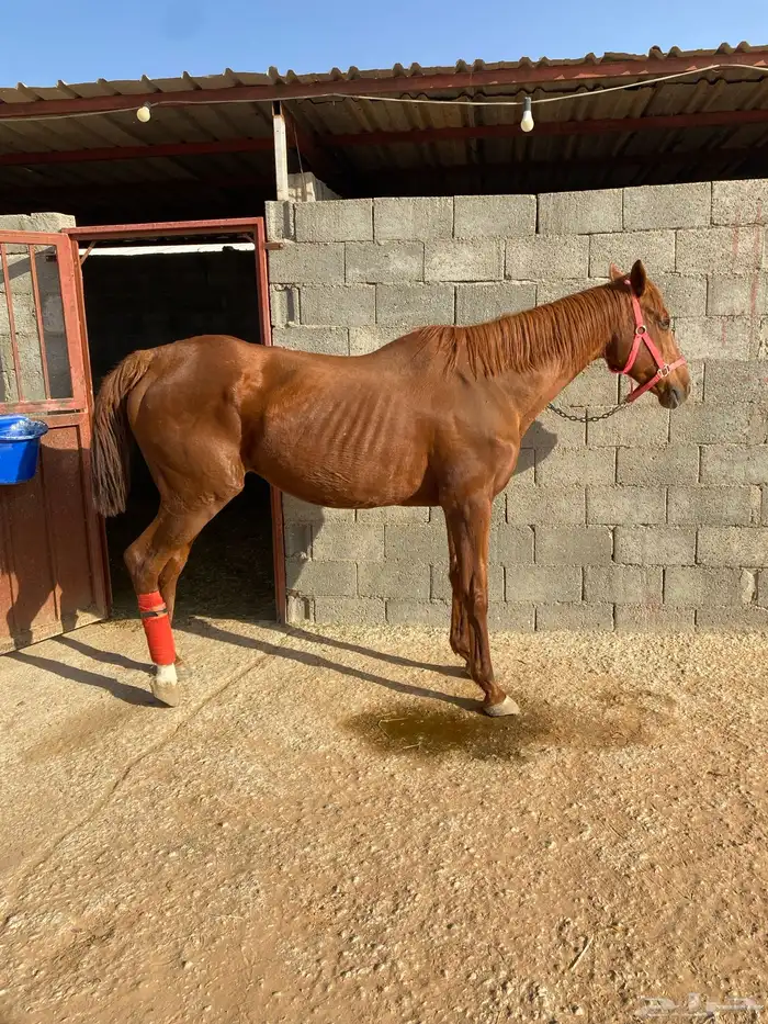 فرس ركوب ( رمكه )منتجه 0