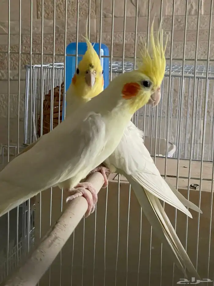 طير واحد فقط بأدواته كاملة 8