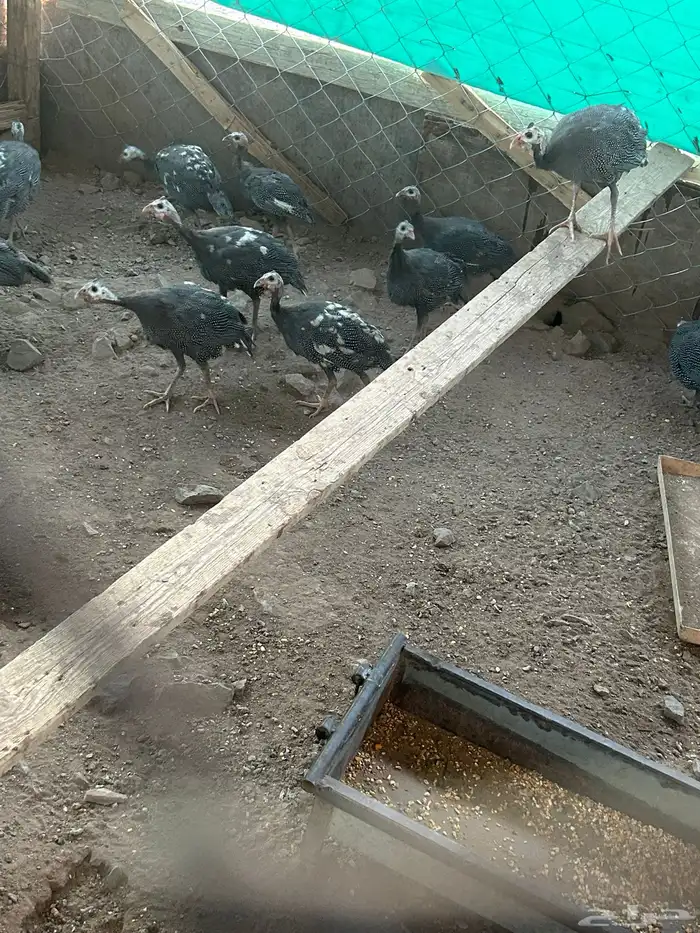 دجاج حبشي صنف 1