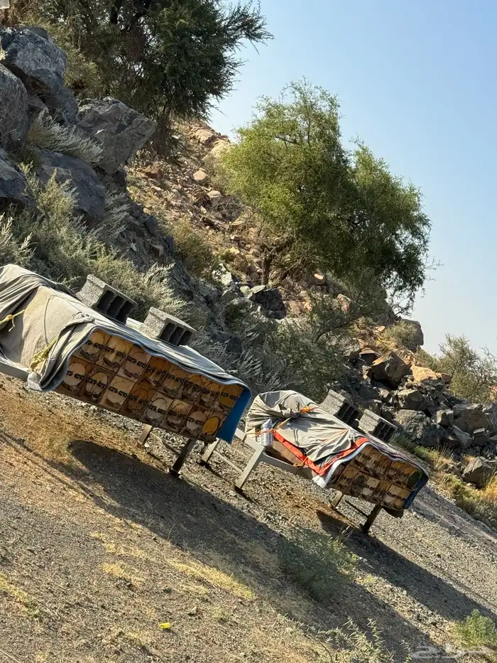 نحل بلدي خلايا محايلى 0