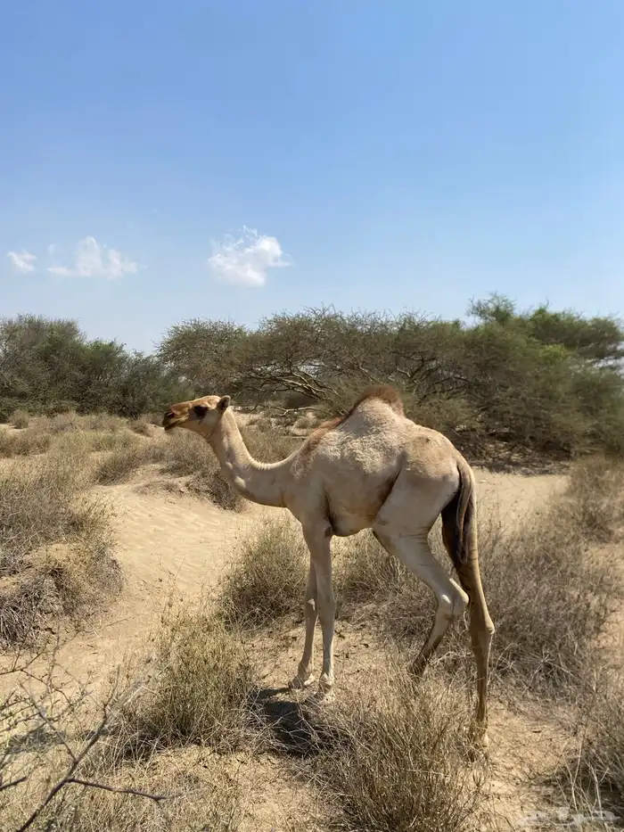 اثنين قعدان اوارك اعمارهم 8 اشهر 2