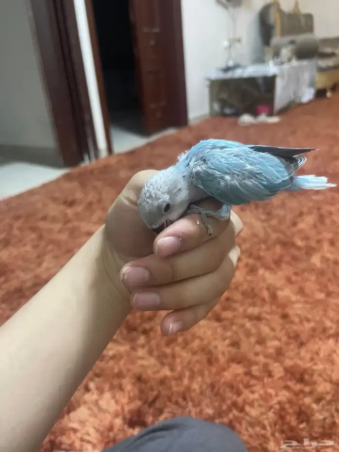 فرخ روز فايلوت هدد 6