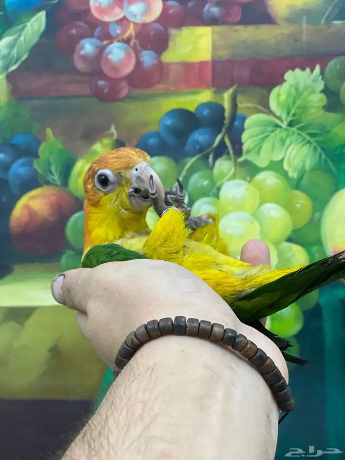 تم البيع فرخ كايك 3