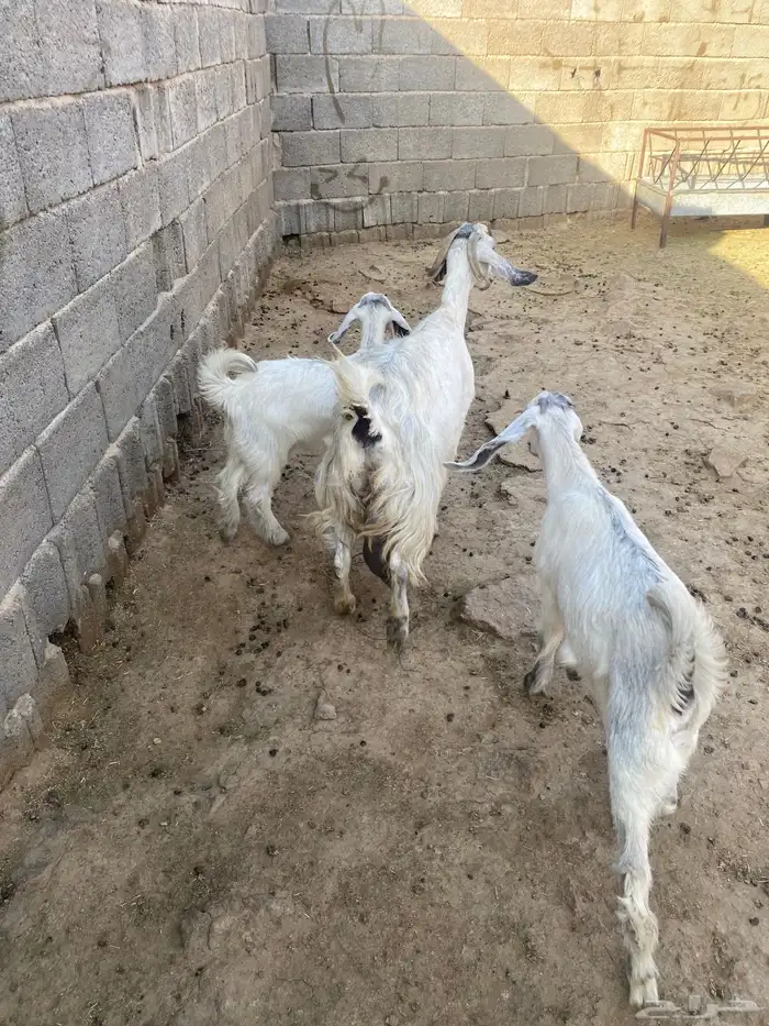 للبيع عنز خلفا تحتها جفرتين 2