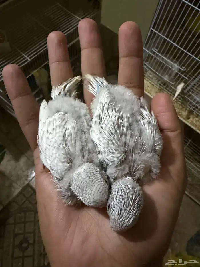 فروخ بادجي 2