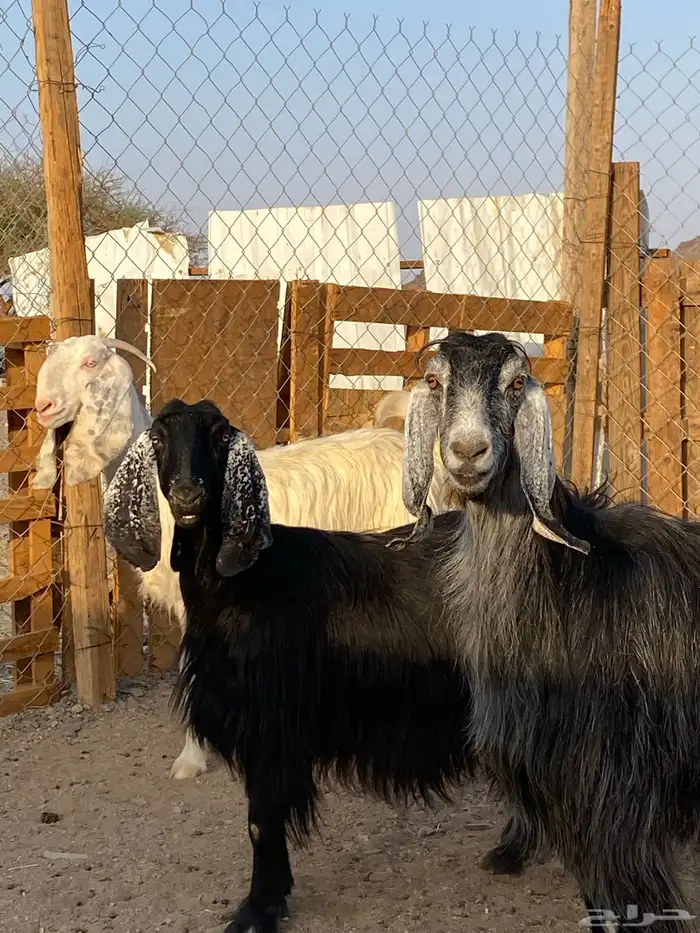 معزا مضاريع(تم البيع ) 3