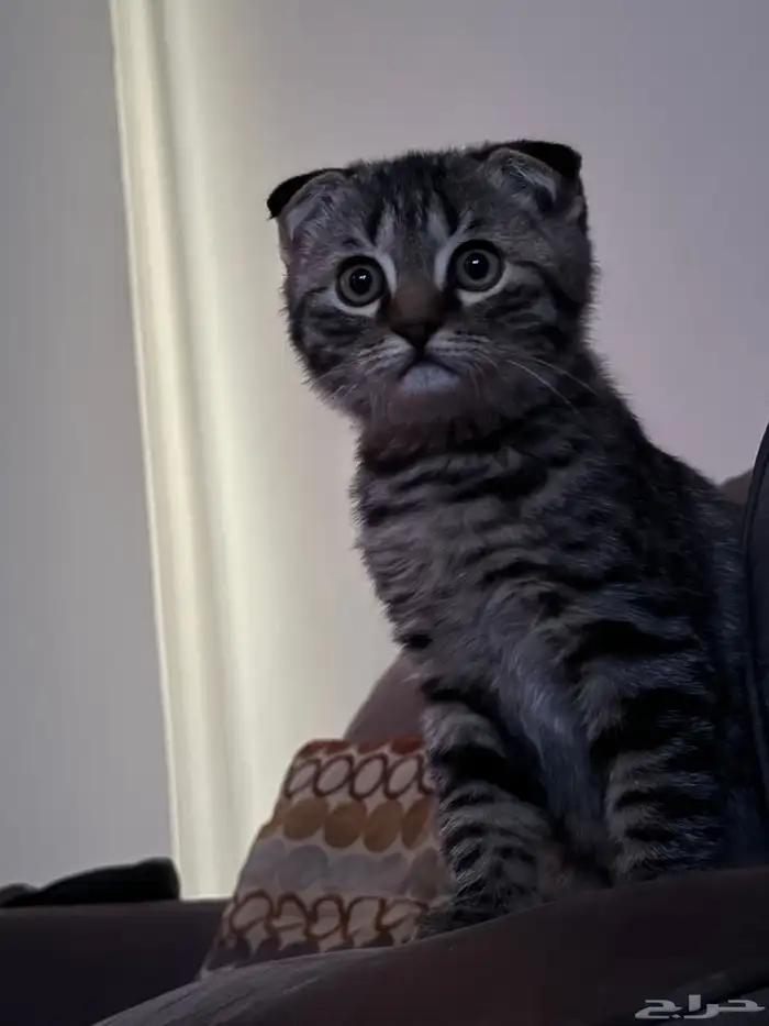 قط فصيله سكوتش فولد 4 شهور مطعم وعنده كرت 4