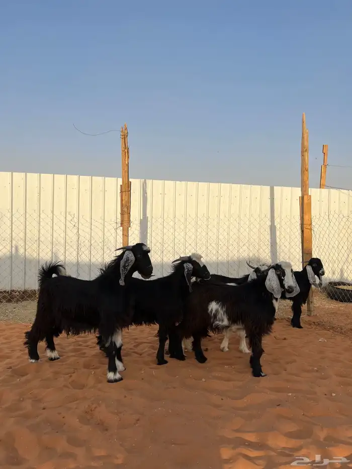 تيوس مخاصي شحم 3