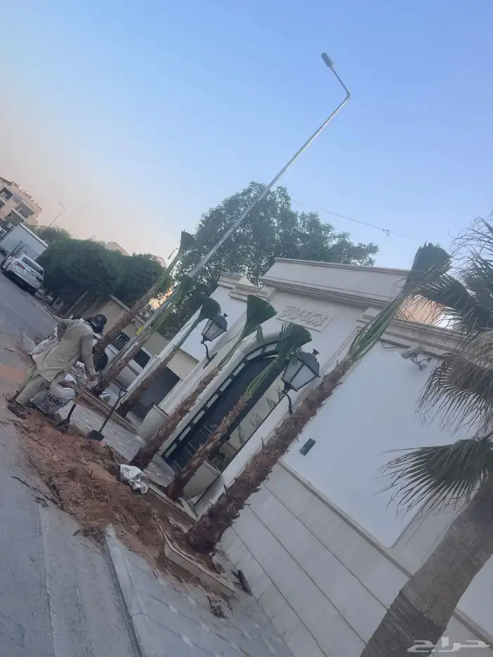 نخيل واشنطن للبيع بجميع انواع المقاست وتوصيل إلا جميع انحا 1