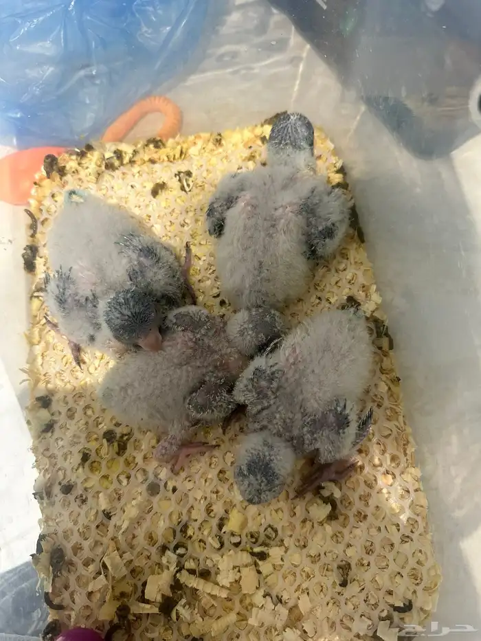 فروخ كويكر ازرق (تم البيع) 1