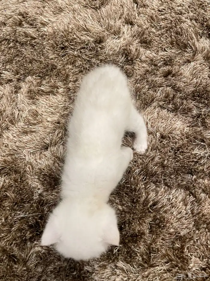 كيتن بيور بريتش 8