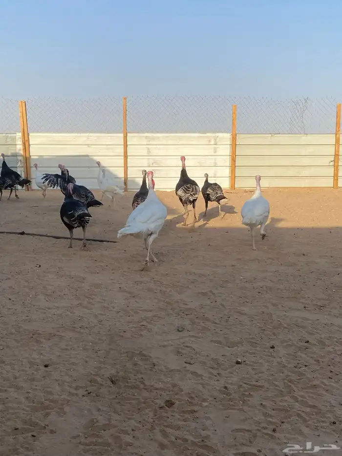 دجاج رومي 1
