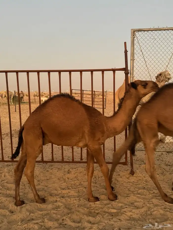 قعدان 14