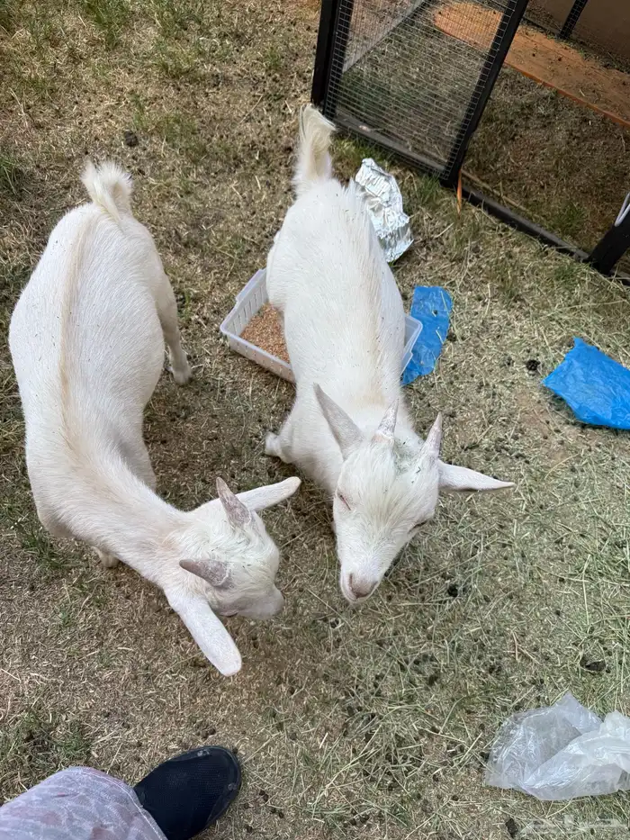 ماعز القزم 0