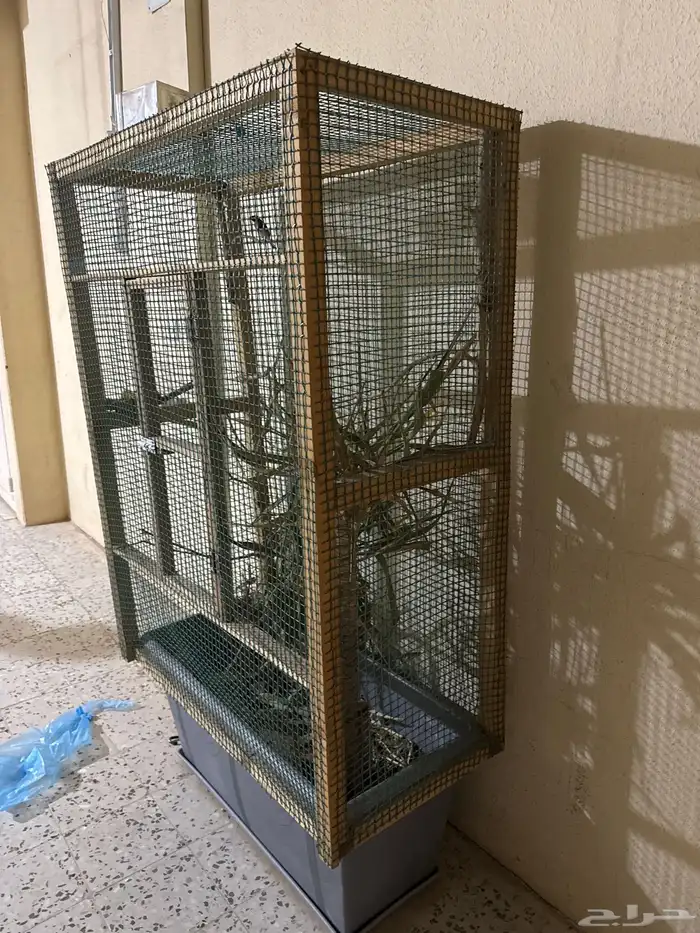 ذكر حسون شرط تغريد للبيع 2