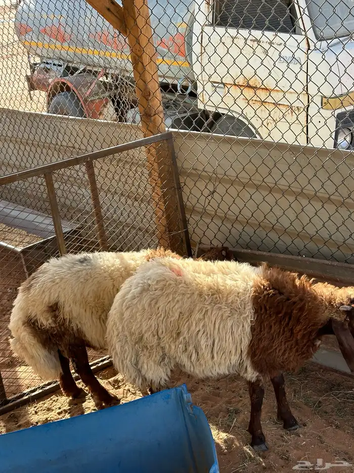طليان 0