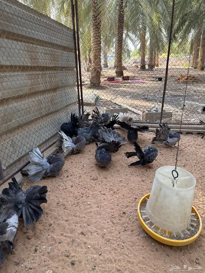 رقاصي هولندي منتج 2