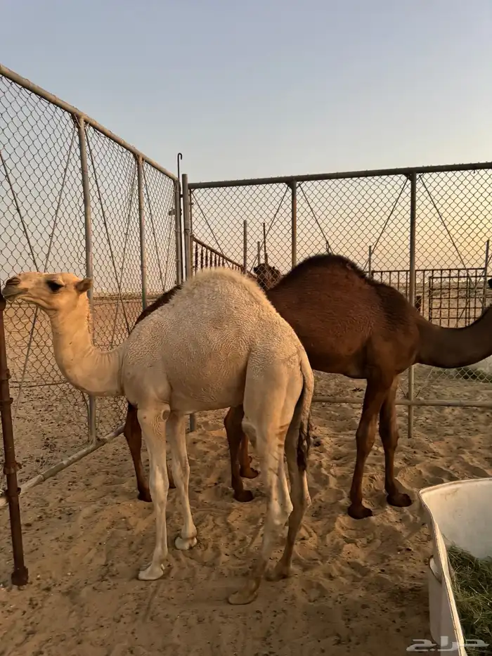 قعدان 16