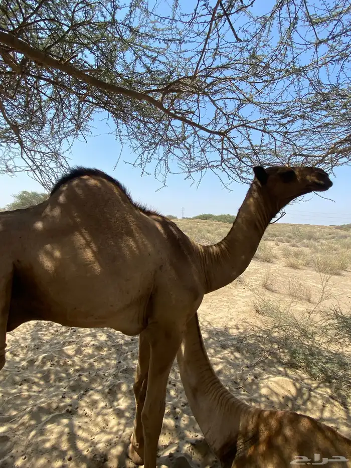 اثنين قعدان اوارك اعمارهم 8 اشهر 4