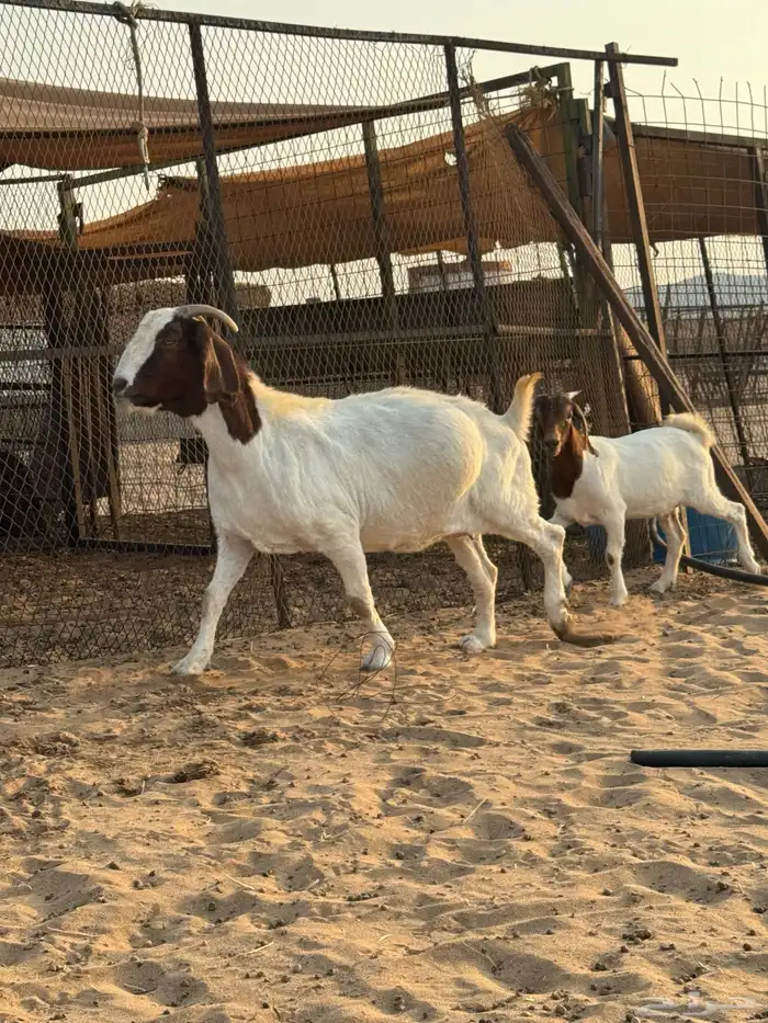 عنز بورقوت دم صافي متبع بجفره عمرها 4 شهور تقريبا 6